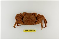 藏品(鱗形斜紋蟹)的圖片